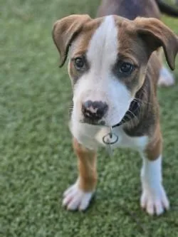 A baby large-sized female Mixed Breed dog named June for adoption in Savannah, GA