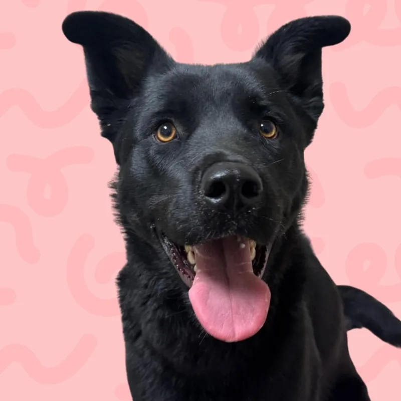 A young large-sized female Black German Shepherd Dog dog named Freya for adoption in Reno, NV