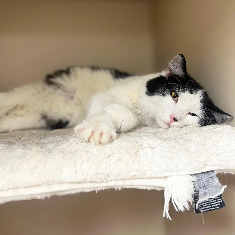 An adult medium-sized male Black Domestic Medium Hair cat named Dice for adoption in Quincy, IL