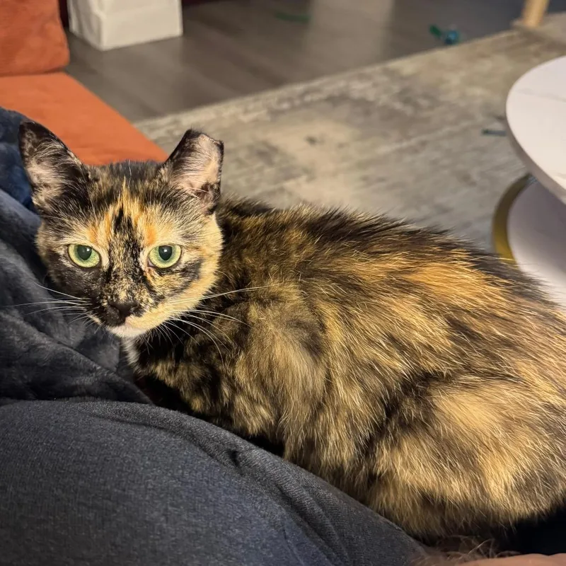 An adult large-sized female Domestic Medium Hair cat named Benny for adoption in Fort Belvoir, VA