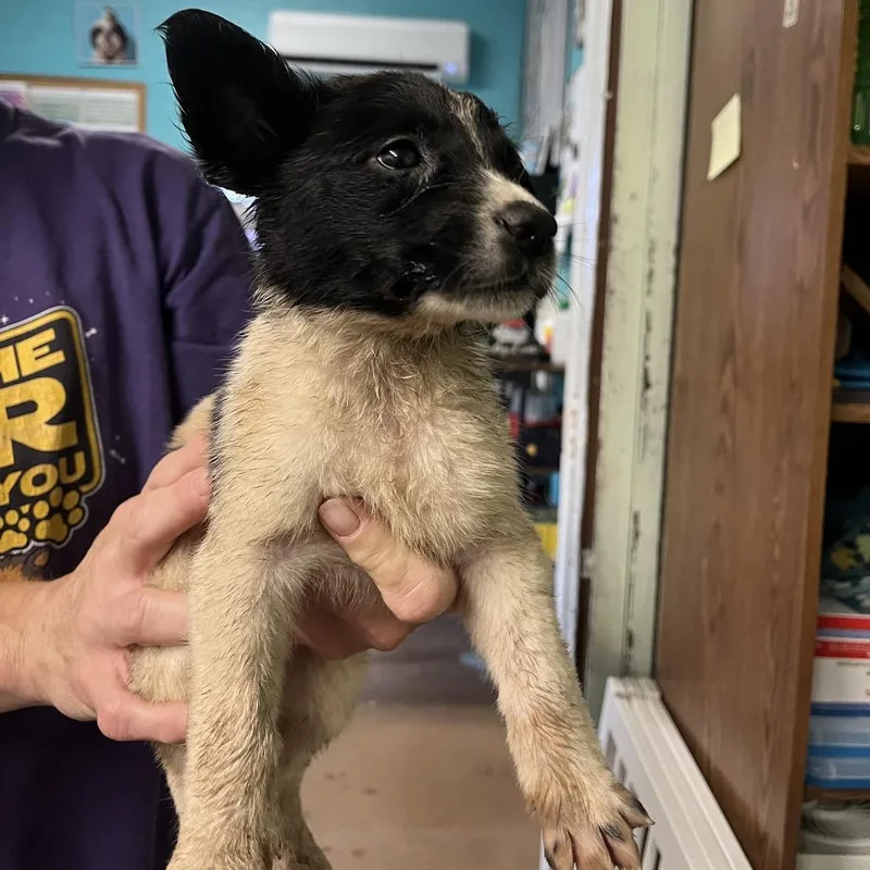 A baby small-sized female Black Border Collie dog named ECHSStray for adoption in Stephenville, TX