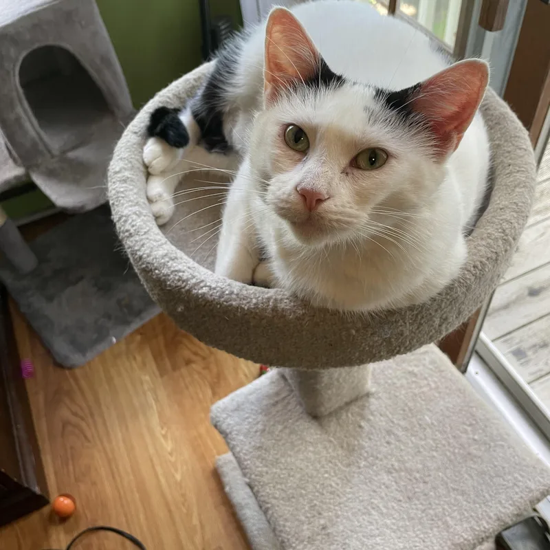 An adult large-sized female Domestic Short Hair cat named Soba for adoption in Crystal Lake, IL