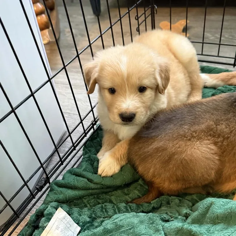 A baby medium-sized male Golden Retriever dog named Oden for adoption in Cleveland, TN