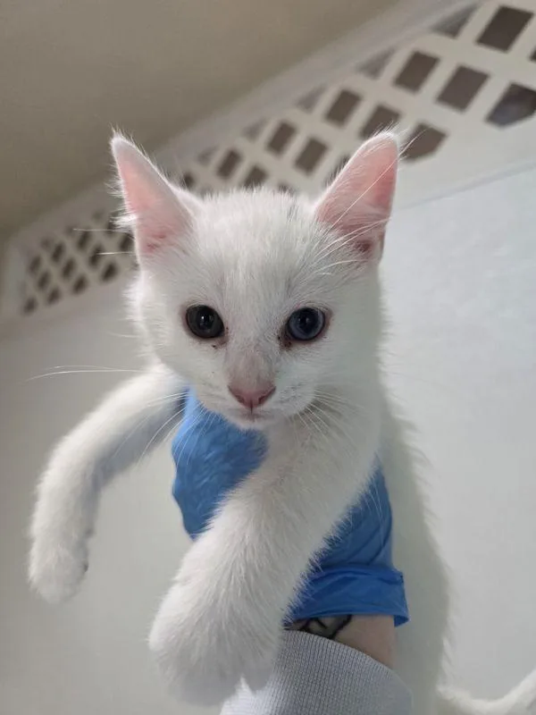 A baby small-sized male Domestic Short Hair cat named Jackolantern for adoption in Sherwood, OR
