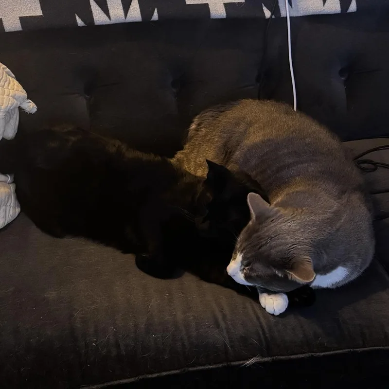 Waffles thumbnail 2