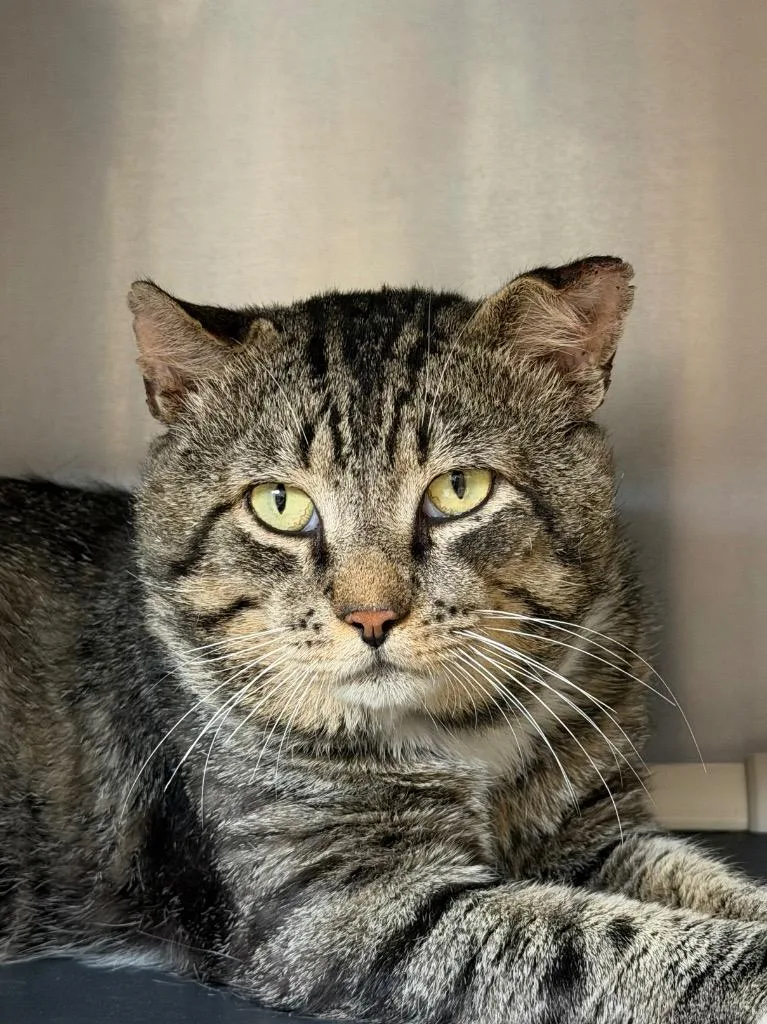 A young medium-sized male Domestic Short Hair cat named Camper for adoption in Pomona, NY