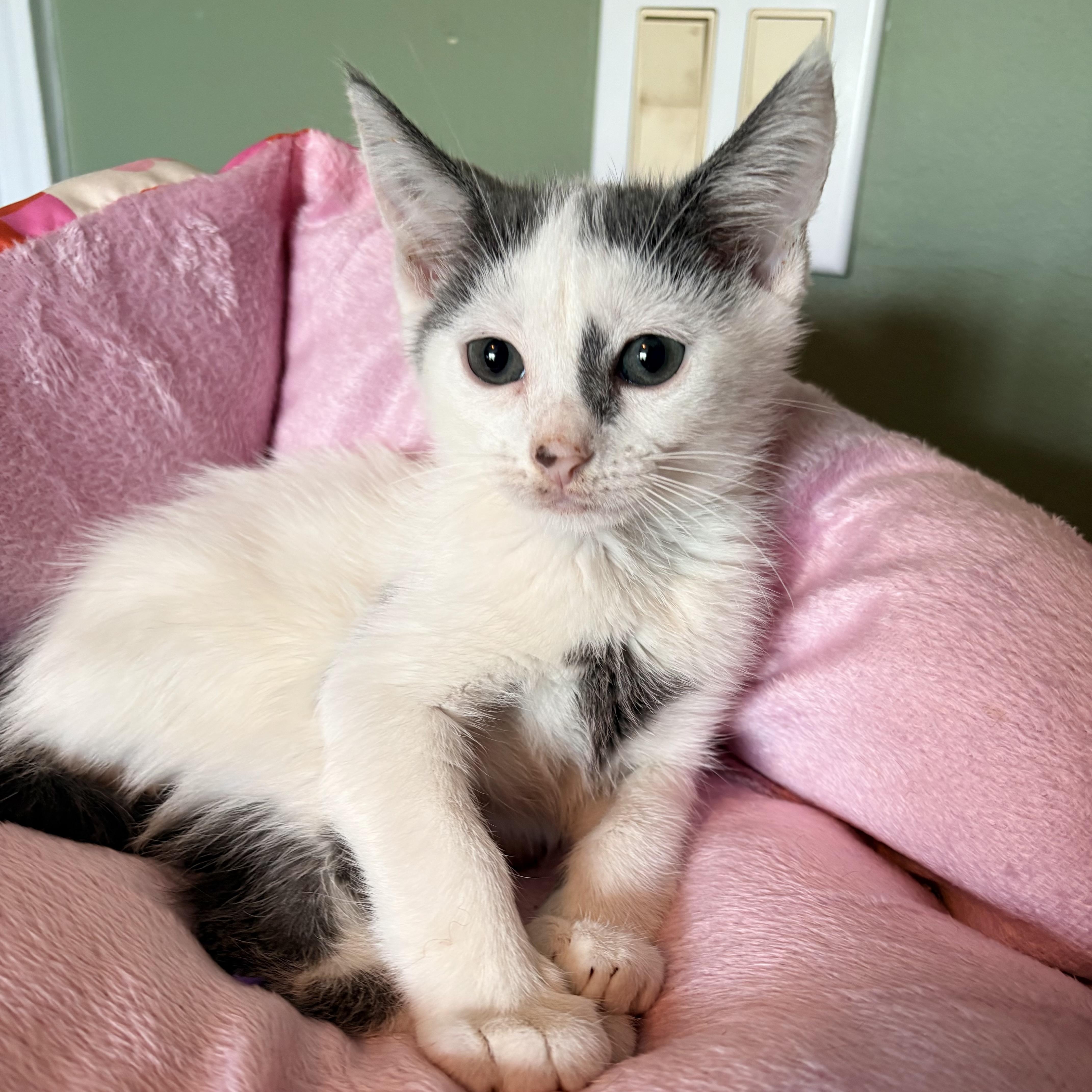 A baby small-sized male Buff & White Siamese cat named Pecan for adoption in Coral Springs, FL