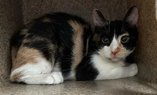A baby medium-sized female Domestic Short Hair cat named Snowflake for adoption in Baldwin Park, CA