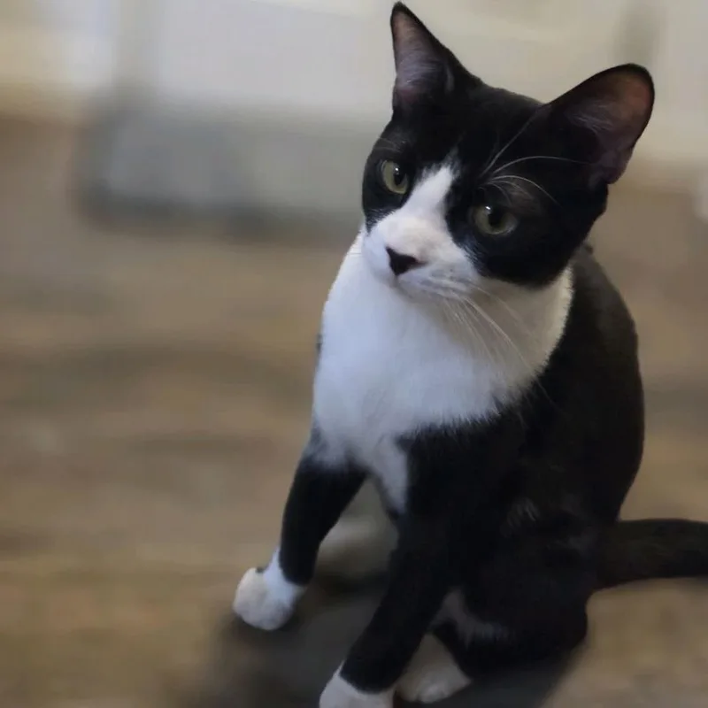 Billy Bob thumbnail 4