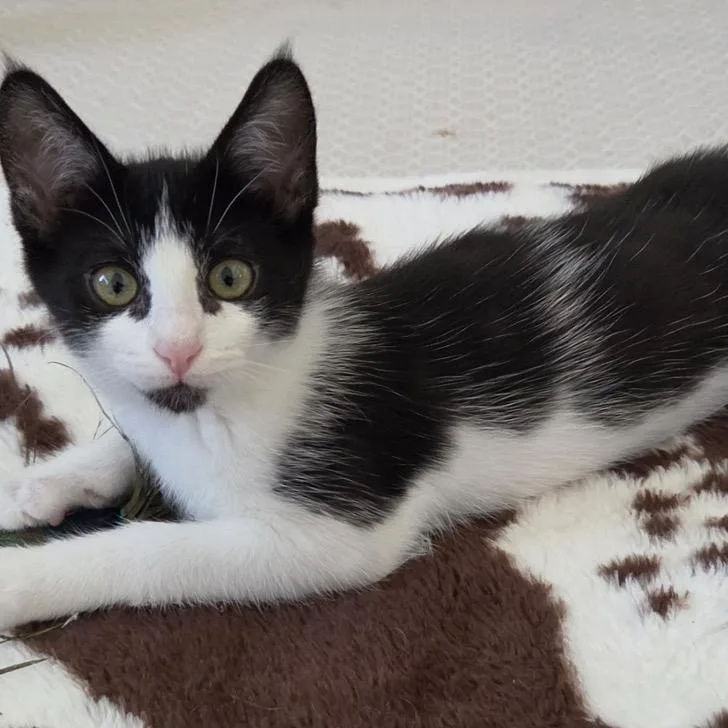 A baby medium-sized female Black Domestic Short Hair cat named Queen for adoption in Westminster, CA