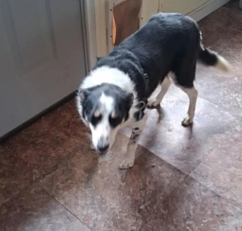 An adult medium-sized female Black Border Collie dog named Bella for adoption in Homer Glen, IL