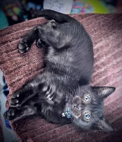 A young small-sized male Domestic Short Hair cat named Scooter for adoption in Columbus, IN