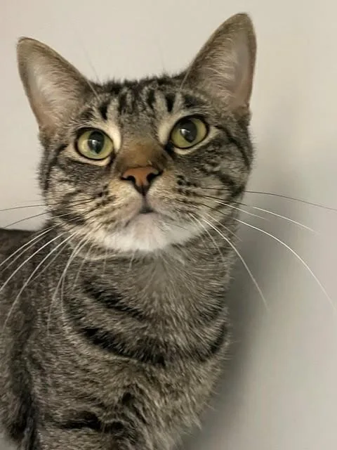 An adult medium-sized male Domestic Short Hair cat named Rex for adoption in Hayward, WI