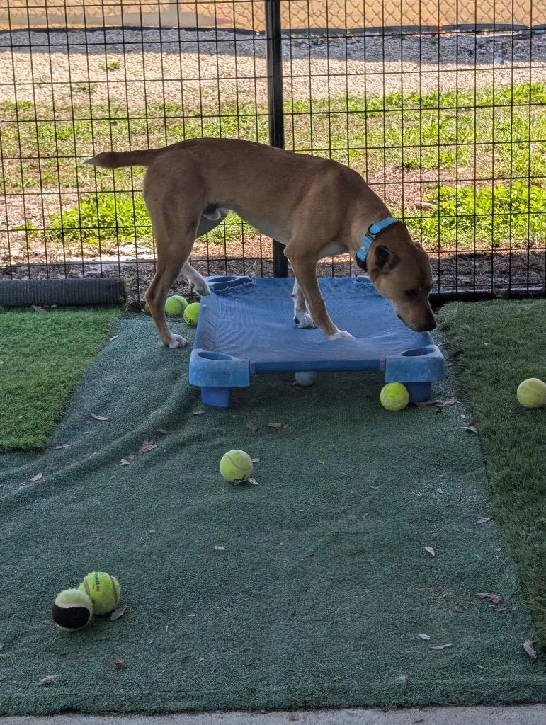 A young medium-sized male Black Mouth Cur dog named Hugoplayful Yo Guy! for adoption in Fort Myers, FL