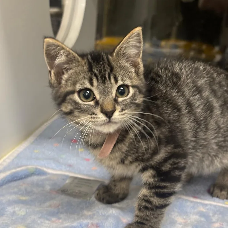 A baby small-sized female Brown / Chocolate Domestic Short Hair cat named Mira for adoption in League City, TX