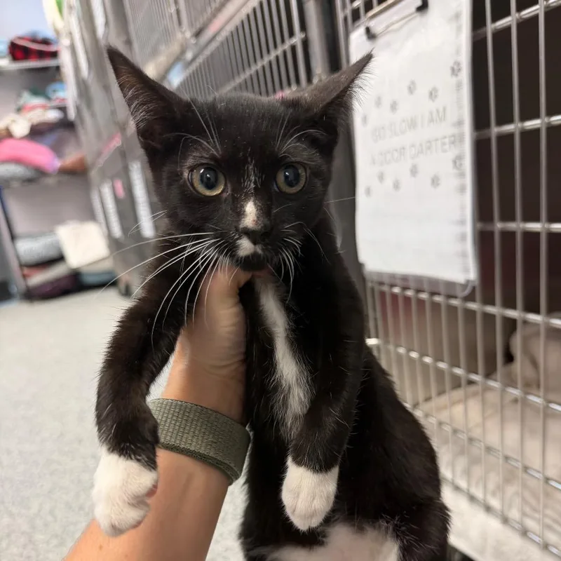 A baby small-sized female Black Domestic Short Hair cat named Nyx for adoption in Port Charlotte, FL