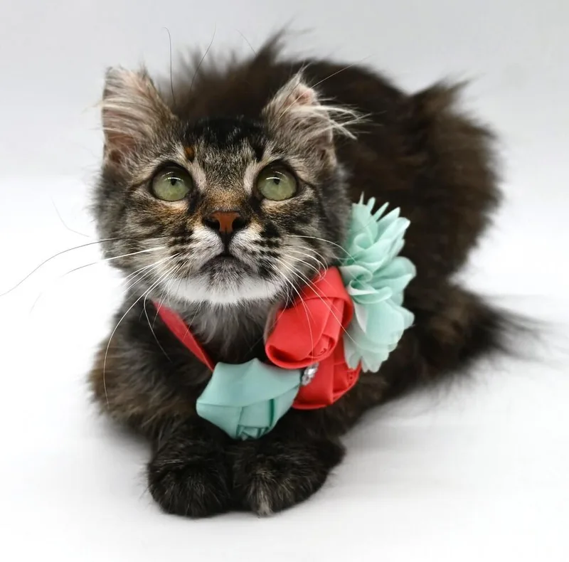 A baby small-sized female Domestic Medium Hair cat named Olympia for adoption in Elmsford, NY
