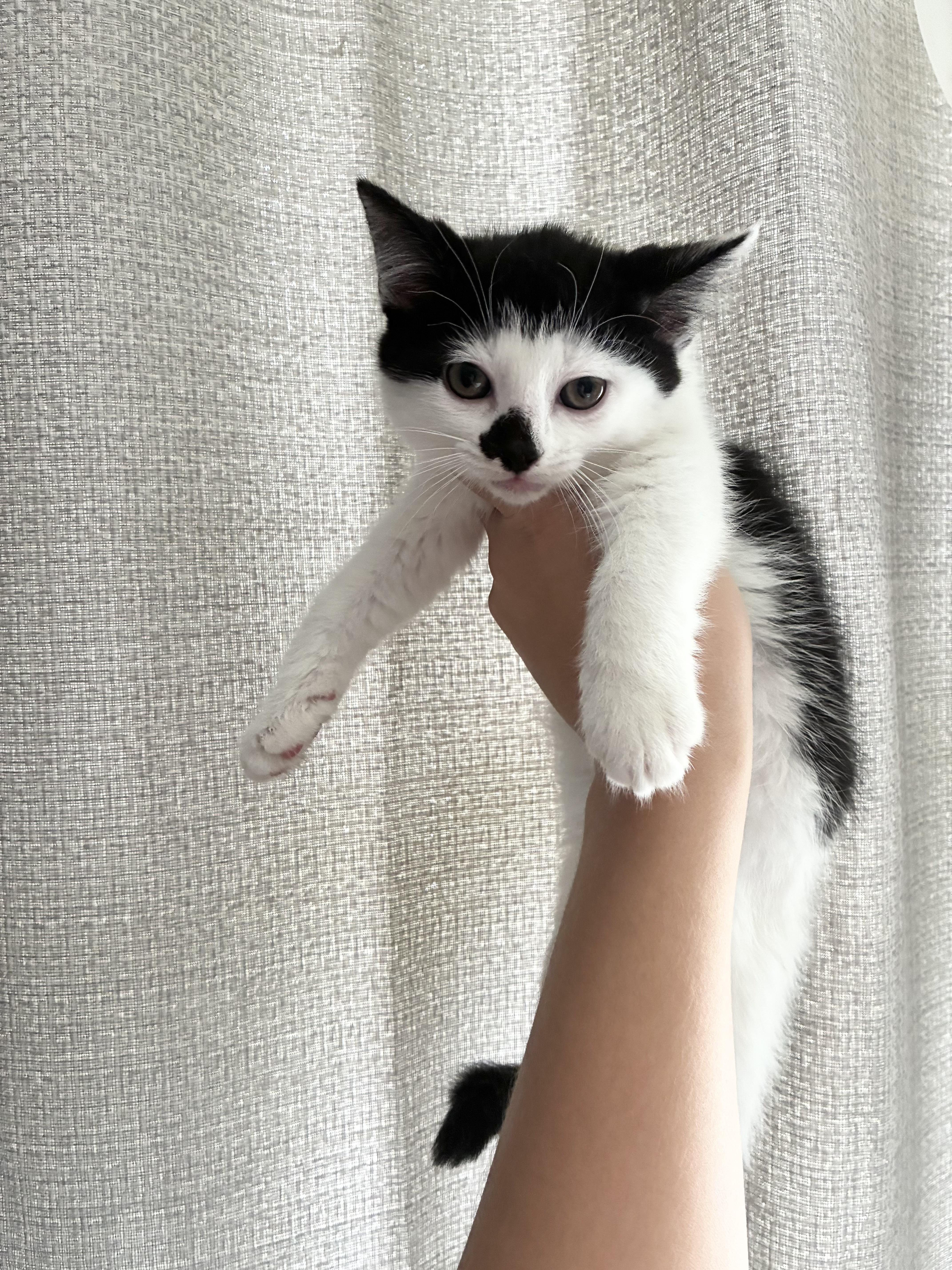 A baby medium-sized female Domestic Short Hair cat named Cracker for adoption in Columbia, MD