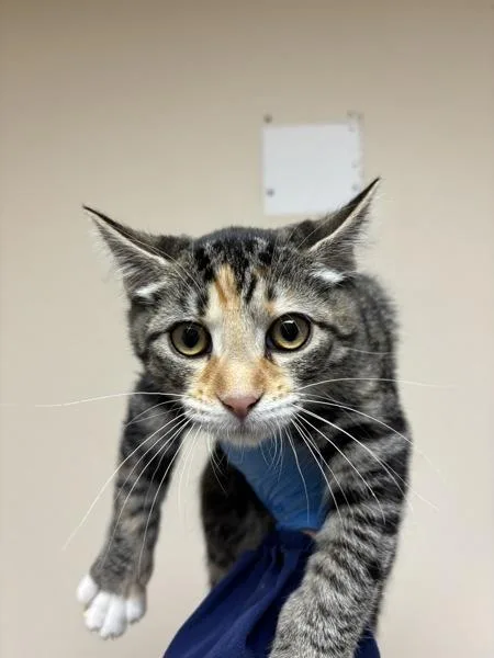 A baby small-sized female Domestic Short Hair cat named Waffles for adoption in Sherwood, OR
