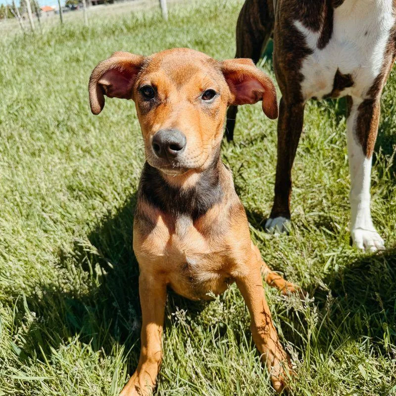A young medium-sized female Golden Mixed Breed dog named Molly for adoption in Jackson, WY