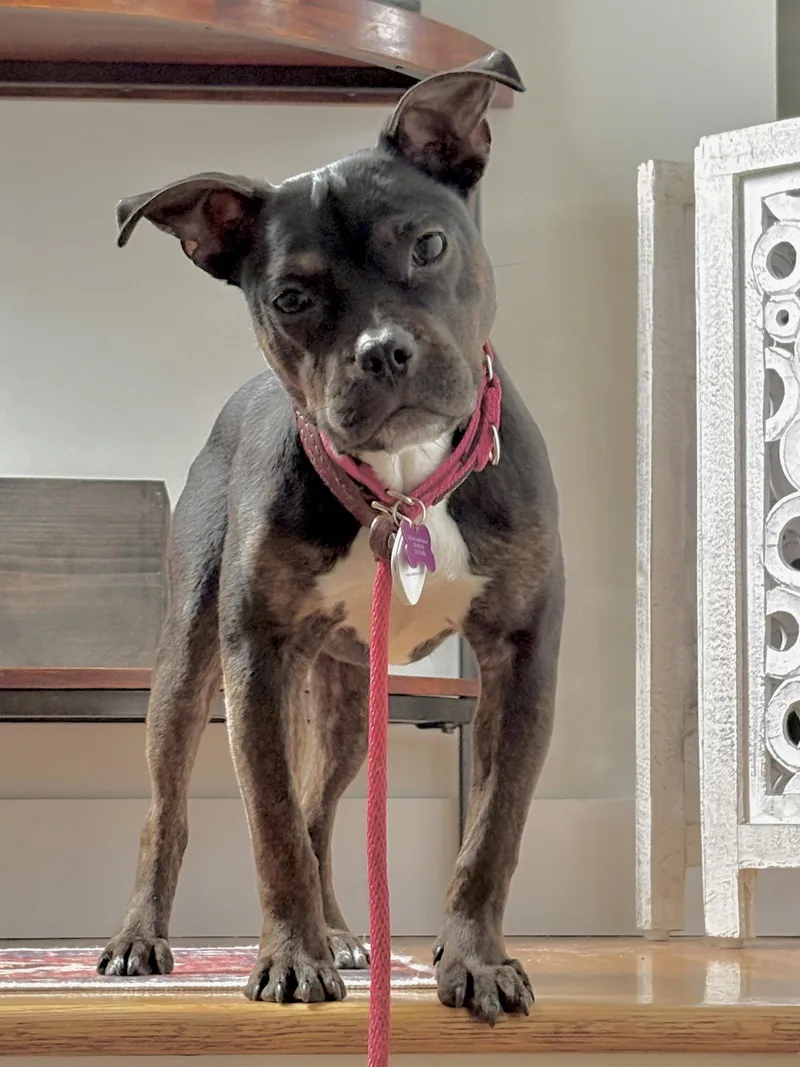 A young small-sized female French Bulldog dog named Ziggy for adoption in Bothell, WA