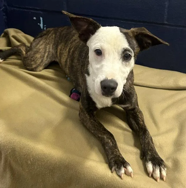 A young medium-sized female Labrador Retriever dog named Oreo mo older for adoption in Sterling, MA
