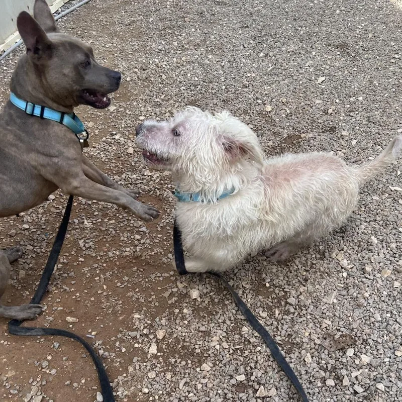 An adult medium-sized female White / Cream Mixed Breed dog named Remi for adoption in Auburn, AL