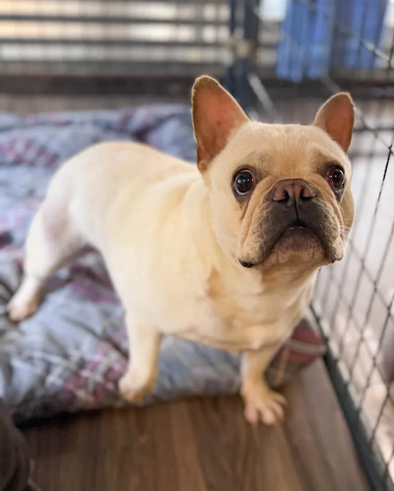 A young small-sized female French Bulldog dog named Snow White for adoption in Windsor, CO