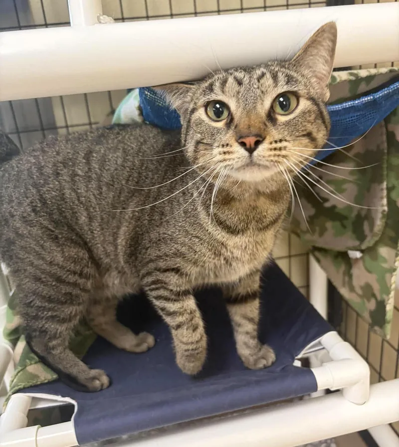 An adult medium-sized female Tabby (Brown / Chocolate) Domestic Short Hair cat named Twister for adoption in Maryville, MO