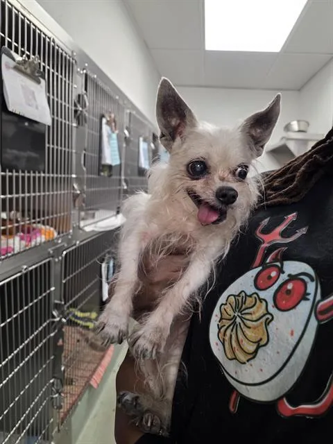 A senior small-sized female Chihuahua dog named Baby Girl for adoption in Albuquerque, NM