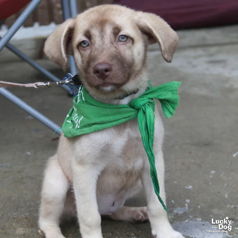 A baby medium-sized female Labrador Retriever dog named Sallie for adoption in Washington, DC