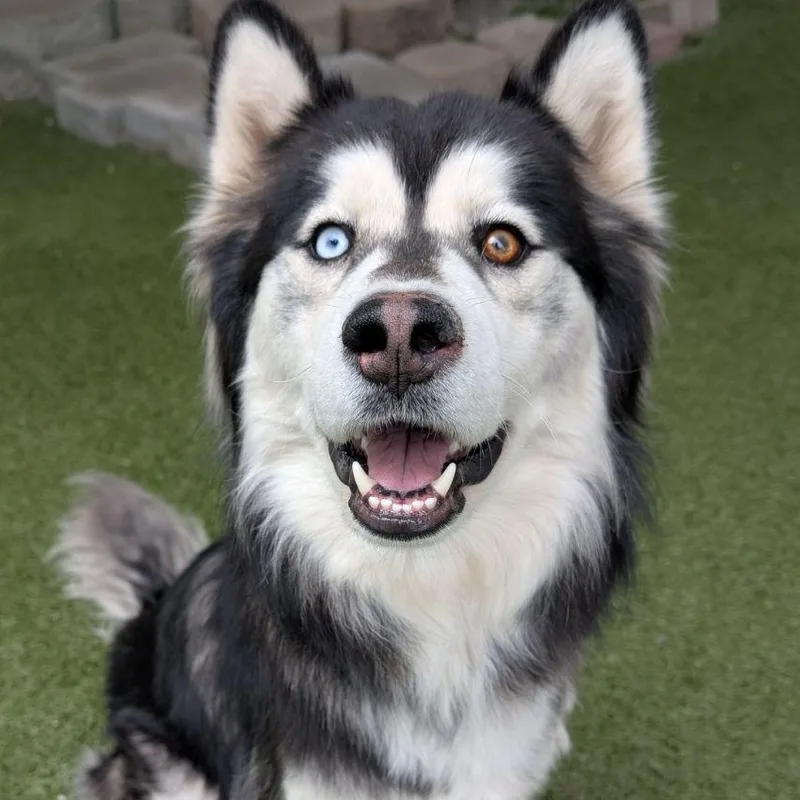 An adult medium-sized male Husky dog named Wookie for adoption in Wenatchee, WA