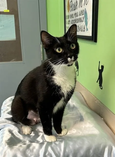 An adult medium-sized female Domestic Short Hair cat named Marykate for adoption in San Jose, CA