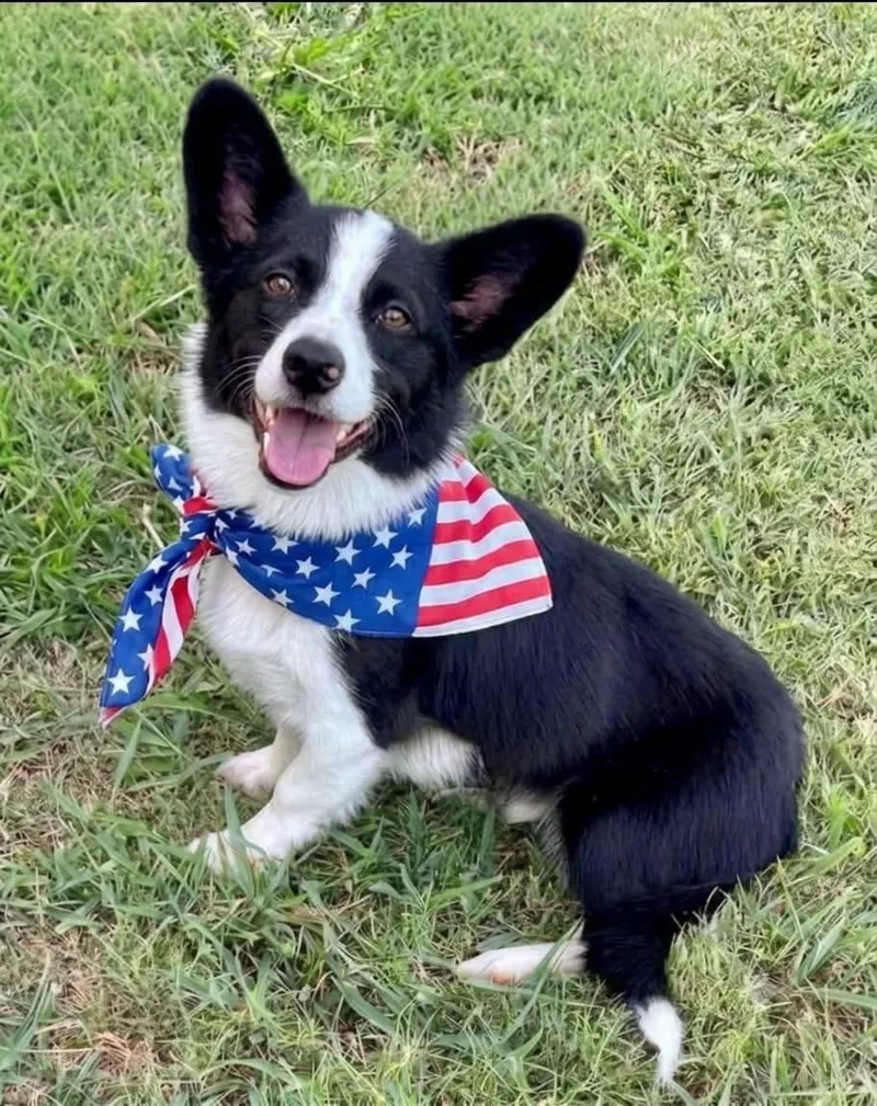 A young small-sized male Black Border Collie dog named Sparky for adoption in Rockwall, TX