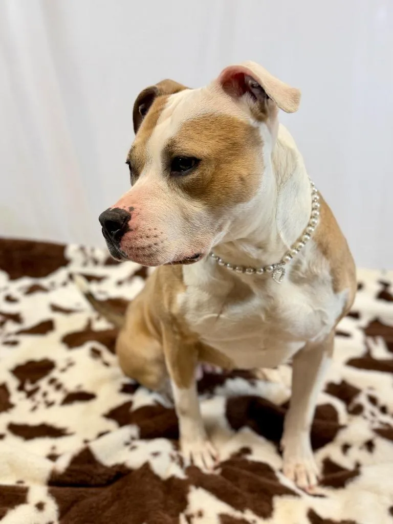 A young medium-sized female Mixed Breed dog named Kiwi for adoption in Muskegon, MI