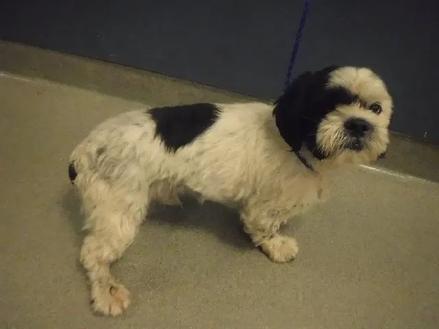 An adult small-sized male Shih Tzu dog named Chip for adoption in Miami, FL