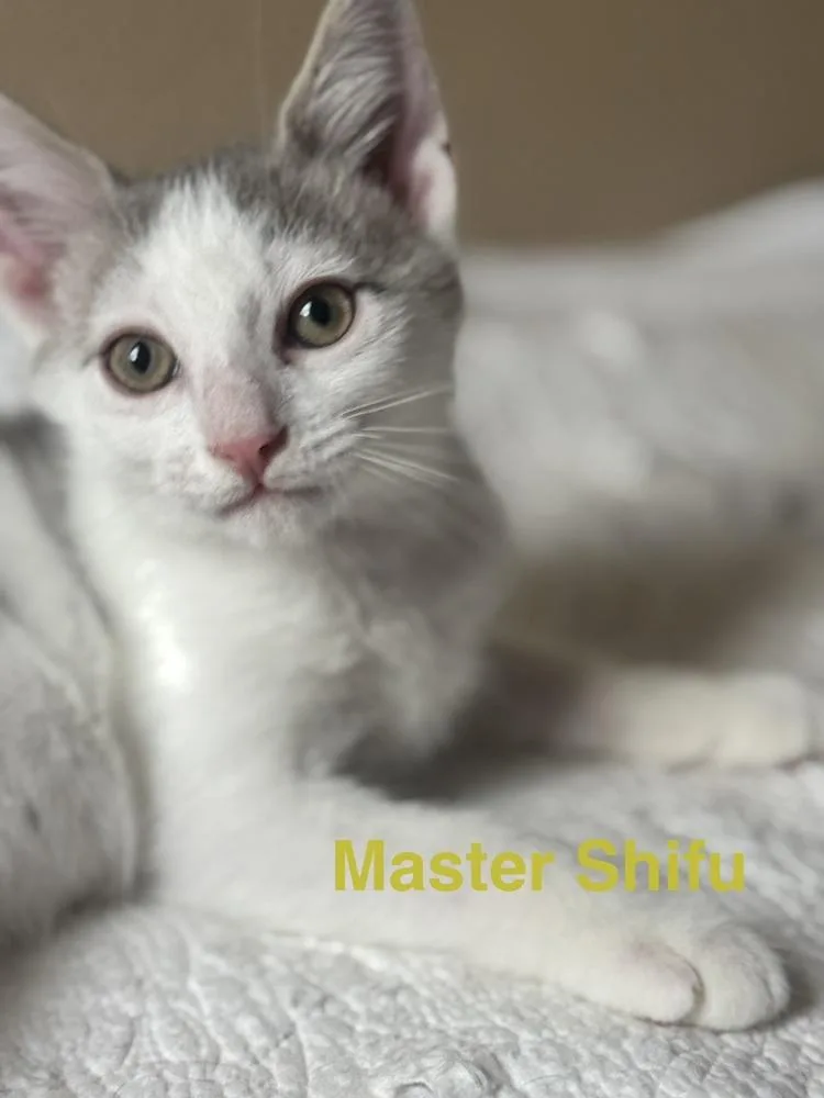 A baby small-sized male Gray & White Domestic Short Hair cat named Master Shifu for adoption in Plumerville, AR