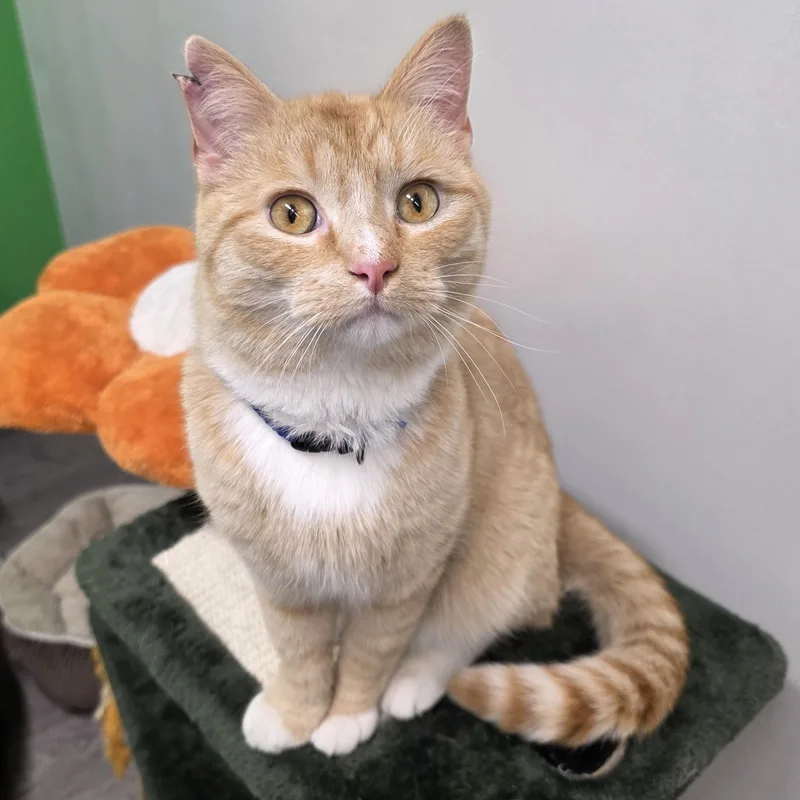 A young medium-sized male Tabby (Orange / Red) Domestic Short Hair cat named Garfield for adoption in Sauk City, WI