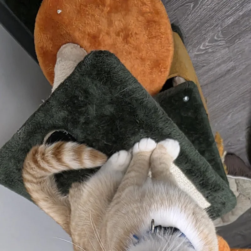 Garfield thumbnail 2