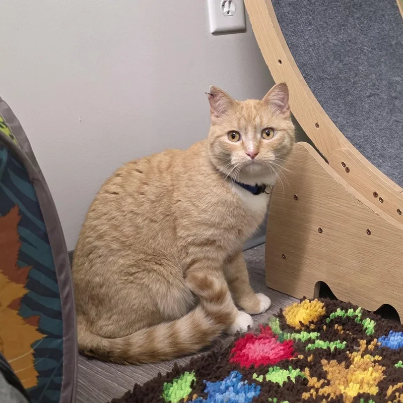 Garfield thumbnail 3