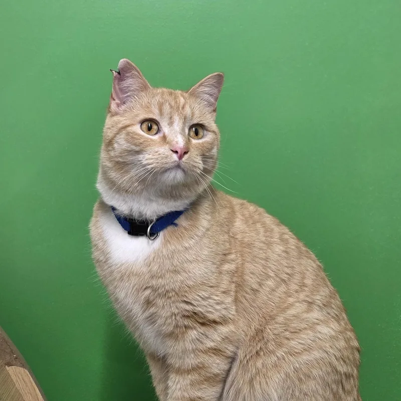 Garfield thumbnail 4