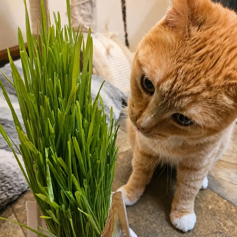 Garfield thumbnail 5