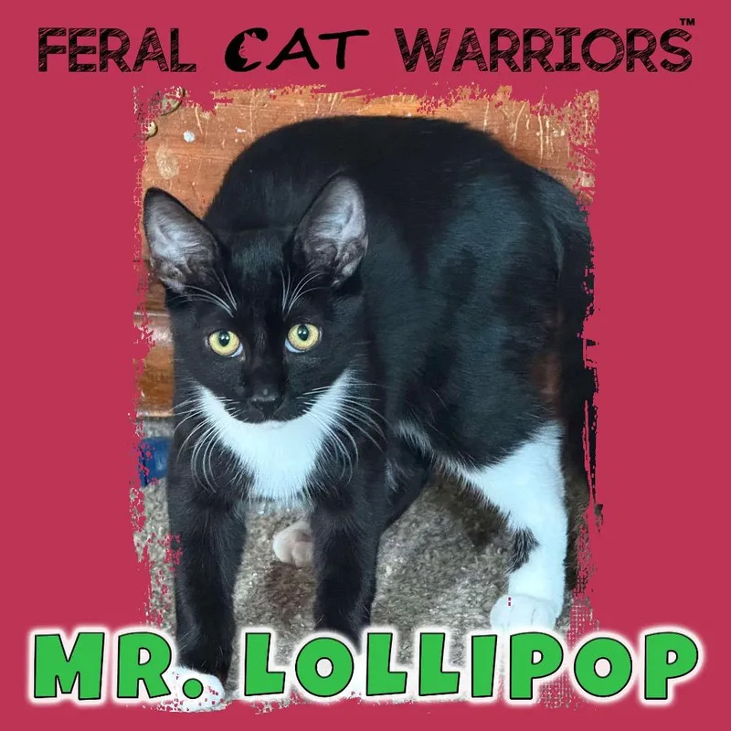 Mr. Lollipop