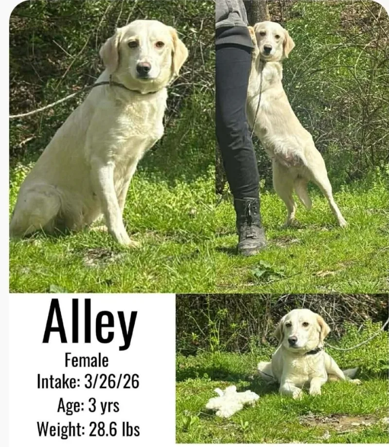 An adult medium-sized female Yellow / Tan / Blond / Fawn Labrador Retriever dog named Alley for adoption in Ross, OH