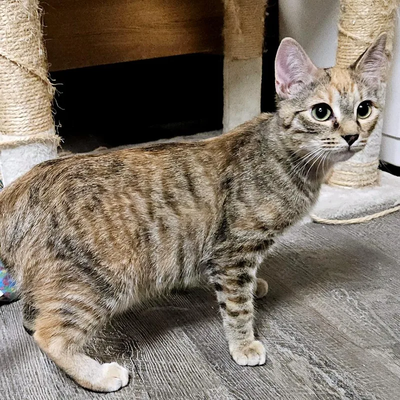 A baby small-sized female Orange / Red Domestic Short Hair cat named Shyne for adoption in Green Bay, WI