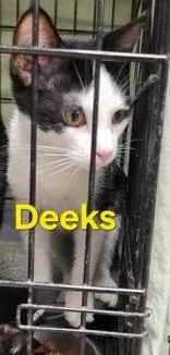 A young small-sized male Black Domestic Short Hair cat named Deeks for adoption in Moline, IL