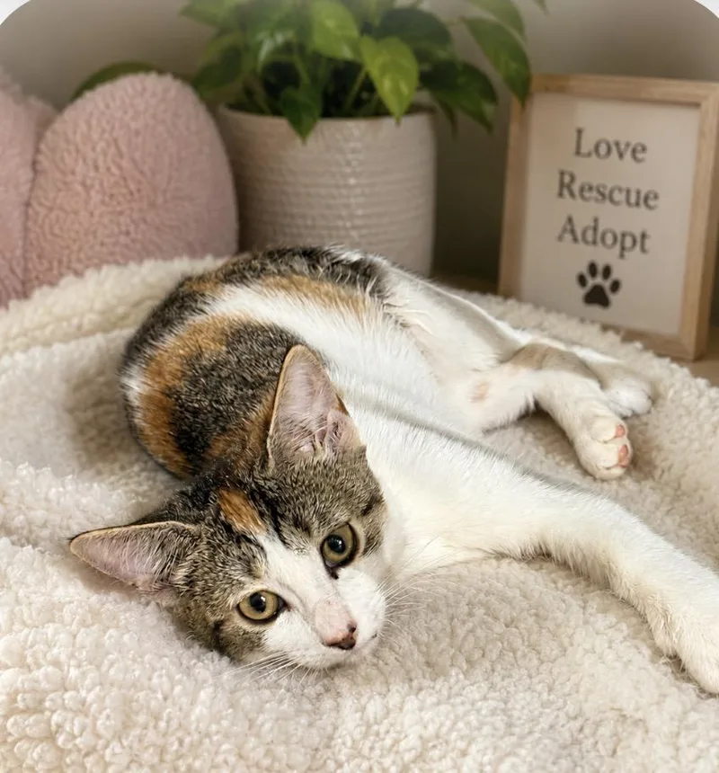 A baby medium-sized female Calico Domestic Short Hair cat named Sasha for adoption in Long Beach, NY