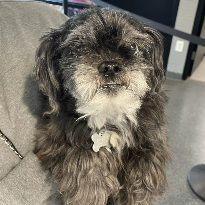 An adult small-sized male Gray / Blue / Silver Mixed Breed dog named Lightning for adoption in Allentown, PA
