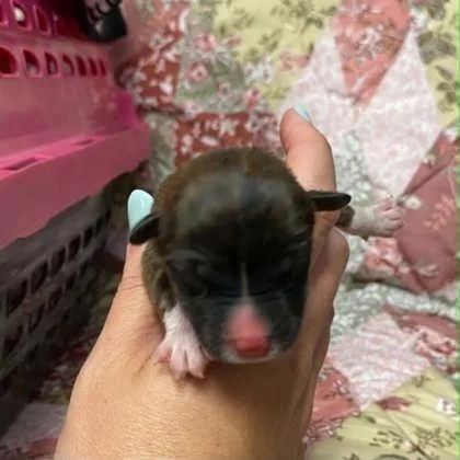 A baby small-sized male Mixed Breed dog named 4 for adoption in Gastonia, NC