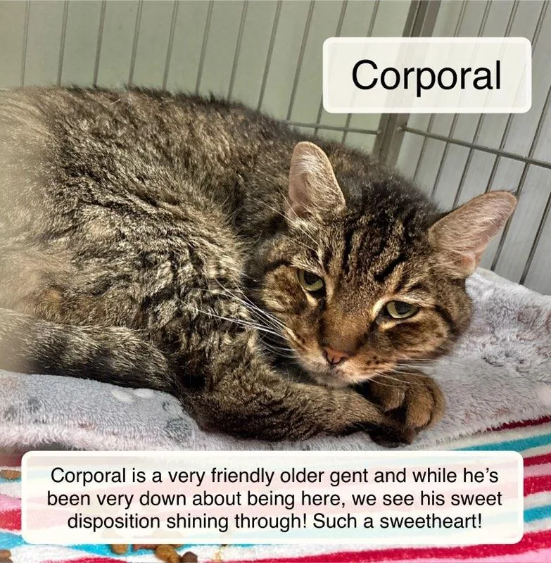 A senior medium-sized male Tabby (Brown / Chocolate) Domestic Short Hair cat named Corporal for adoption in Ellicott City, MD